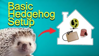 Hedgehog Cage Basic Setup - Bin Style! (the best)