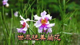 世界絕美蘭花 Most beautiful orchid flowers