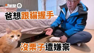 教貓主子握手大成功！傲嬌爸沒栗子遭嫌棄：真現實...｜寵物｜橘貓｜長輩｜傲嬌爸的養貓日常