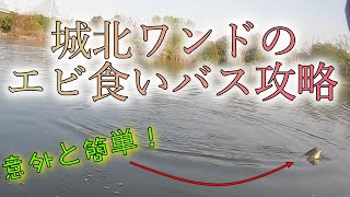 城北ワンドのエビ食いバス！毎年この釣り【淀川バス釣り】