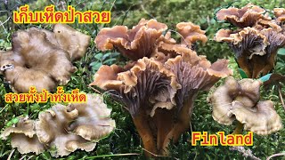 🍄17/1/21 ตะกร้าที่ 1 เห็ดดำยังเหลืออีกเยอะ คลิปเก็บเห็ดมาแล้ว คลิปเห็ดก่อนหิมะตกจ้า  🍄Mushrooms