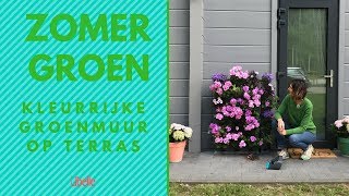 Zo maak je een kleurrijke groenmuur