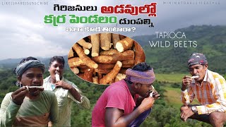 How to dig tapioca and eat it raw | A favorite food of our tribals | Cassava wild beet