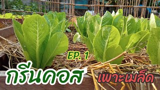 กรีนคอส EP.1 เพาะเมล็ด @ban-paifon