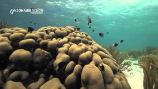 Bonaire Vision Films, Under water Beauty 2015