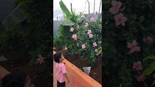 పింక్ మందారాలు మా గార్డెన్లో/pink hibiscus/#flowers/#mygarden/#shorts/#gardening