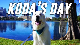 KODA'S SPECIAL DAY DOWNTOWN!