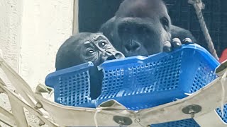 小金剛Ringo與Jabali坐在小籃子裡Ringo and Jabali sitting in a small basket#金剛猩猩 #gorilla