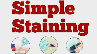 SIMPLE STAINING (MICROBIOLOGY) #norcet #microbiology #nursing #viralvideo #shorts