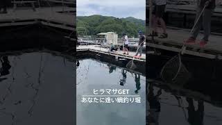 【海上釣堀】ヒラマサGET あなたに逢い鯛釣り堀