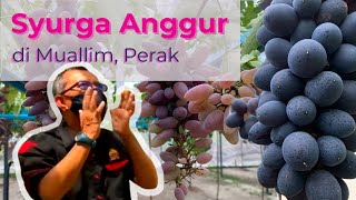 Syurga Anggur di Muallim Perak