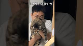 남편에게 고양이를 맡기면 #animals