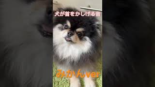 【ポメラニアン】この音を聞いた犬は首を傾げるらしい【みかん】