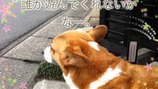 ほろよいムービー  愛犬ラッキー編