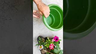 How to grow plants #shorts #viralvideo #trending #plants #grow #flowers