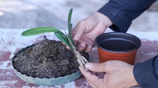 给君子兰小苗配土，加入1种料，长叶特别快