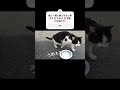 【猫殿動画vol.５】 cat cats shorts