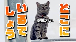 【9/15】夏に逆戻りの暑さでも元気な農家ネコたち🐈‍⬛🐈【農園生活ダイジェスト】