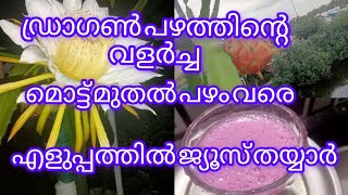 ഡ്രാഗൺ പഴത്തിൻ്റെ വളർച്ച കണ്ടിട്ടുണ്ടോ/dragon fruit farming on terrace in container/Malayalam