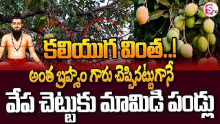 ఇదెక్కడి వింత వేప చెట్టుకు మామిడి పండ్లు | Mangoes On Neem Tree | Mahabubabad | @sumantvmahabubabad