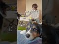 そっくりなボーダーコリーとオゥシーの違い。　 ボーダーコリー オーストラリアンシェパード dog