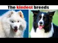 9 Kindest dog breeds in the world