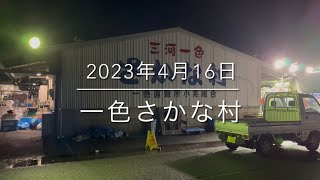 【神回】希少価値ヤバい海老『一色さかな村』500円の破格の安さ