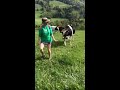 karen gets chased by swiss cows