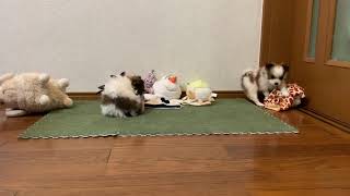 たこちゃん家のワンコ【無邪気なパピヨンの仔犬④】