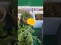 옥상텃밭에 핀 노랑꽃 . yellow flower bloom in rooftop garden 💛 . 박서진 지나야