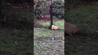 [ポメラニアン犬]ドッグランの遊び方がわかってきたポメラニアン