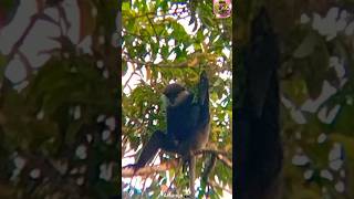 Sri Lanka Kalu wadura#viral purple faced langur on the tree #viral