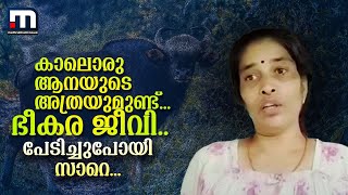 'കണ്ടാലൊരു ആനയുടെ അത്രയുമുണ്ട് ..ഭീകര ജീവി.. പേടിച്ചുപോയി സാറെ' | Bison Attack | Kollam