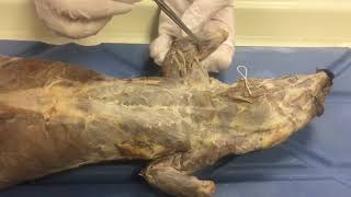 Anatomy: Mink Dissection