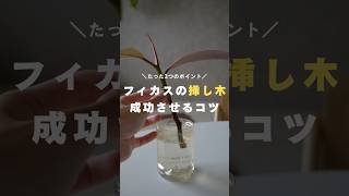 【成功率100%】フィカスの挿し木成功させるコツ　#観葉植物 #観葉植物初心者 #観葉植物のある暮らし #観葉植物育て方 #観葉植物の育て方 #フィカス #フィカスルビー