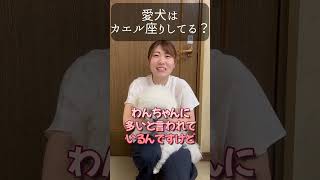 【犬種ビション】わんちゃんカエル座りしている？#shorts