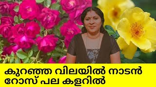 365 ദിവസവും പൂക്കൾ തരുന്ന നാടൻ റോസ് || Easiest way to grow rose || How to plant rose from cuttings/