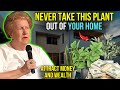 NEVER TAKE THIS PLANT OUT OF YOUR HOUSE - ATTRACT MONEY and WEALTH | Dolores Cannon
