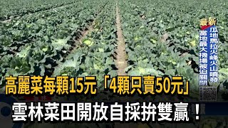 高麗菜4顆只賣50元！雲林菜田開放民眾自採－民視台語新聞