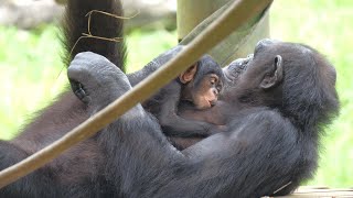 シジミに触れるべからず　多摩動物公園　チンパンジー　202408