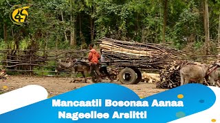 Mancaatii Bosonaa Aanaa Nageellee Arsiitti