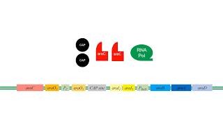 L-Arabinose Operon