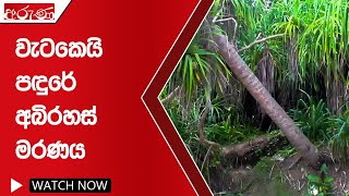 වැටකෙයි පඳුරේ අබිරහස් මරණය - Aruna.lk - Derana Aruna