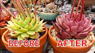 Grow GREEN to RED Succulent | The Making of Echeveria agavoides Romeo