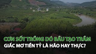 Cơn sốt trồng Dó Bầu tạo Trầm giấc mơ tiền tỷ là hão hay thực?| VTC14