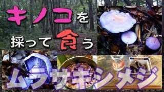 キノコを採って食う ムラサキシメジ Eat a wild mushroom