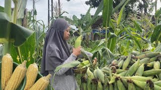 Panen Jagung Manis (Sweet Corn), Rebus Manis Sekali, Masak Sayur Asem, Bakwan Jagung, Goreng Bandeng