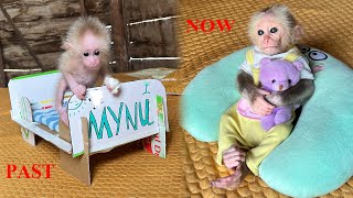 Mynu 200 days old! The process of becoming a baby monkey's mother