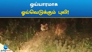 Tiger | Resting | ஒய்யாரமாக ஓய்வெடுக்கும் புலி!