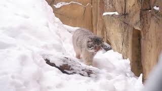 那須どうぶつ王国 マヌルネコボル「お家入りたい」  Pallas's cat Bol